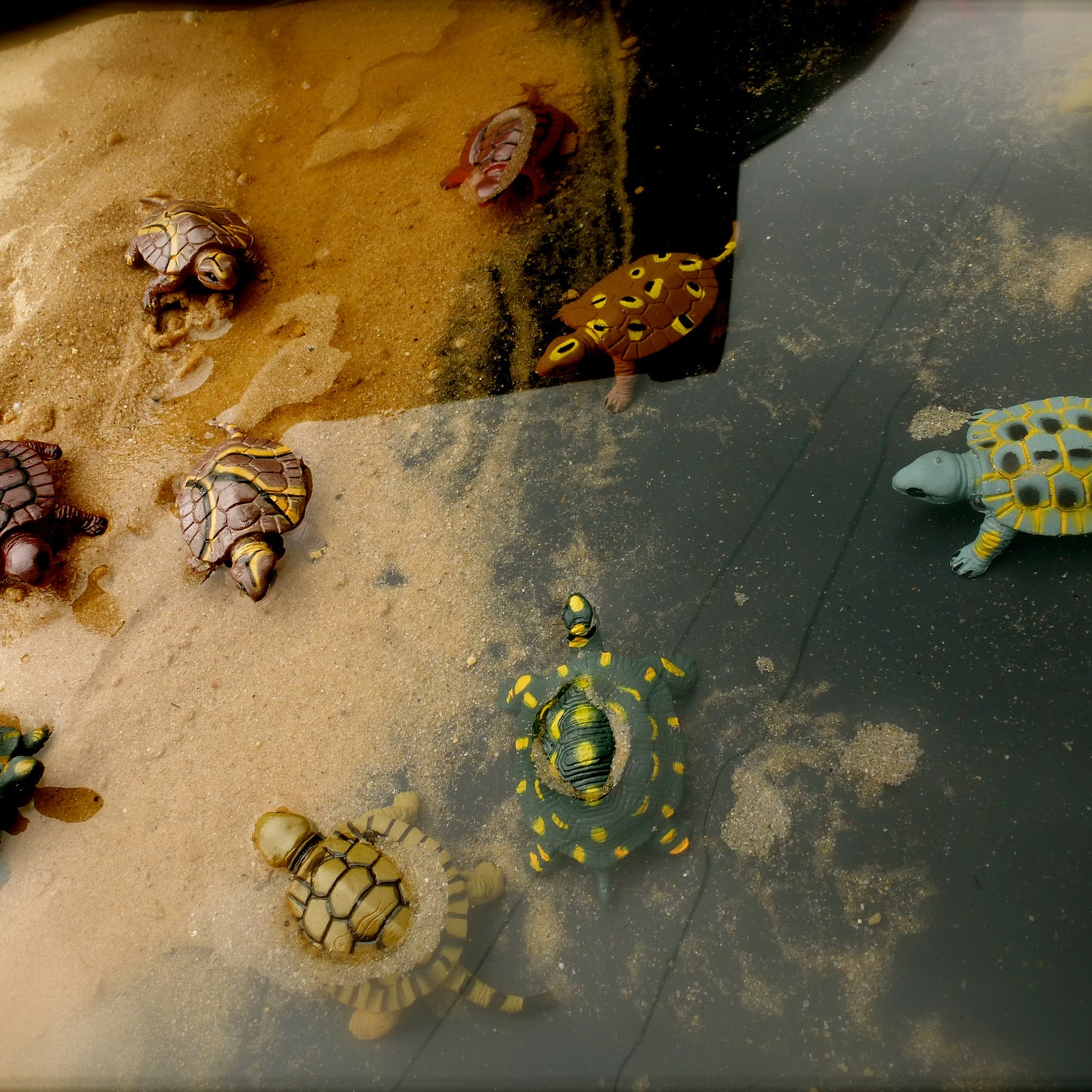 Turtles2