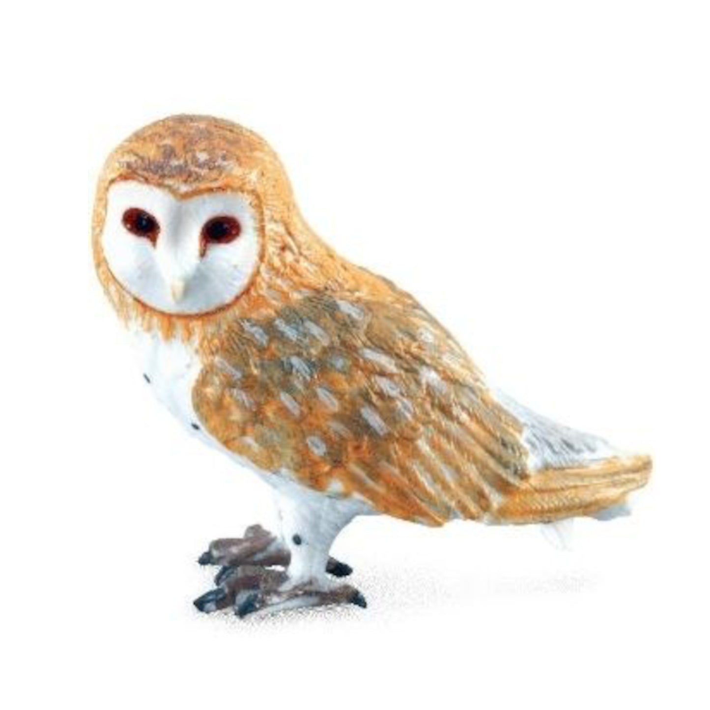 Barn Owl