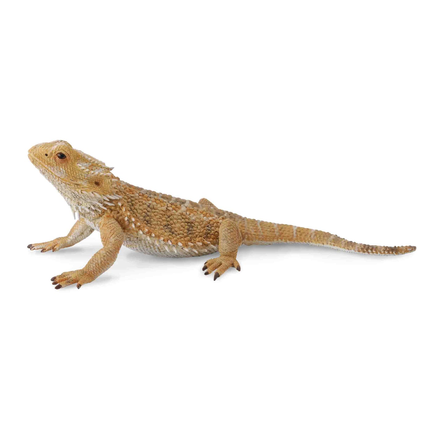 Bearded Dragon Lizard