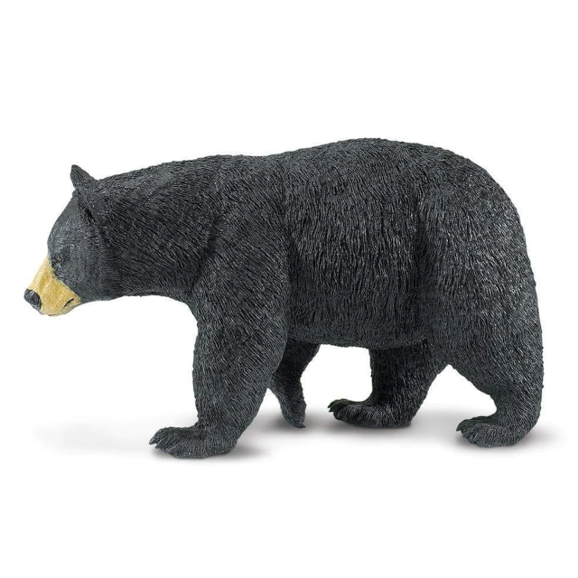 Black Bear