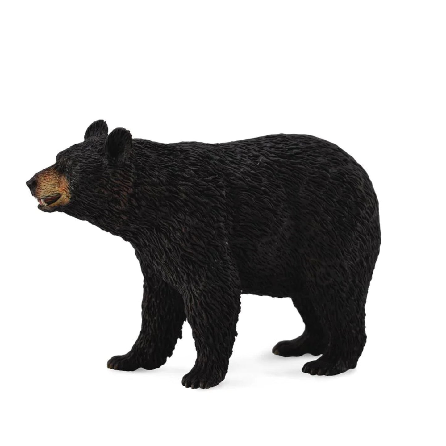 Black Bear