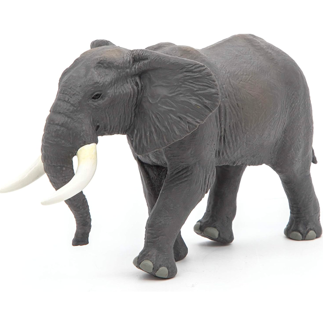 African Elephant