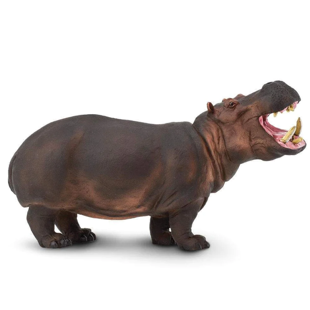 Hippopotamus