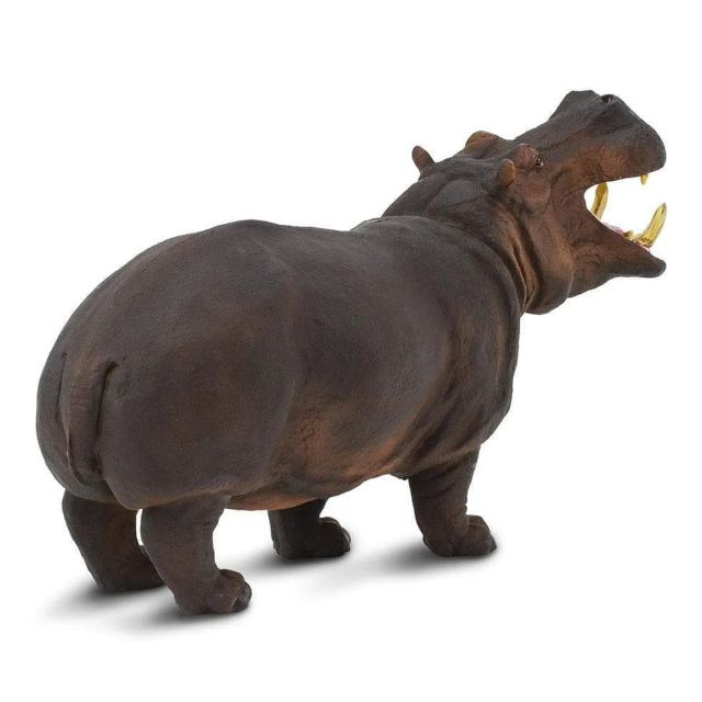 Hippopotamus