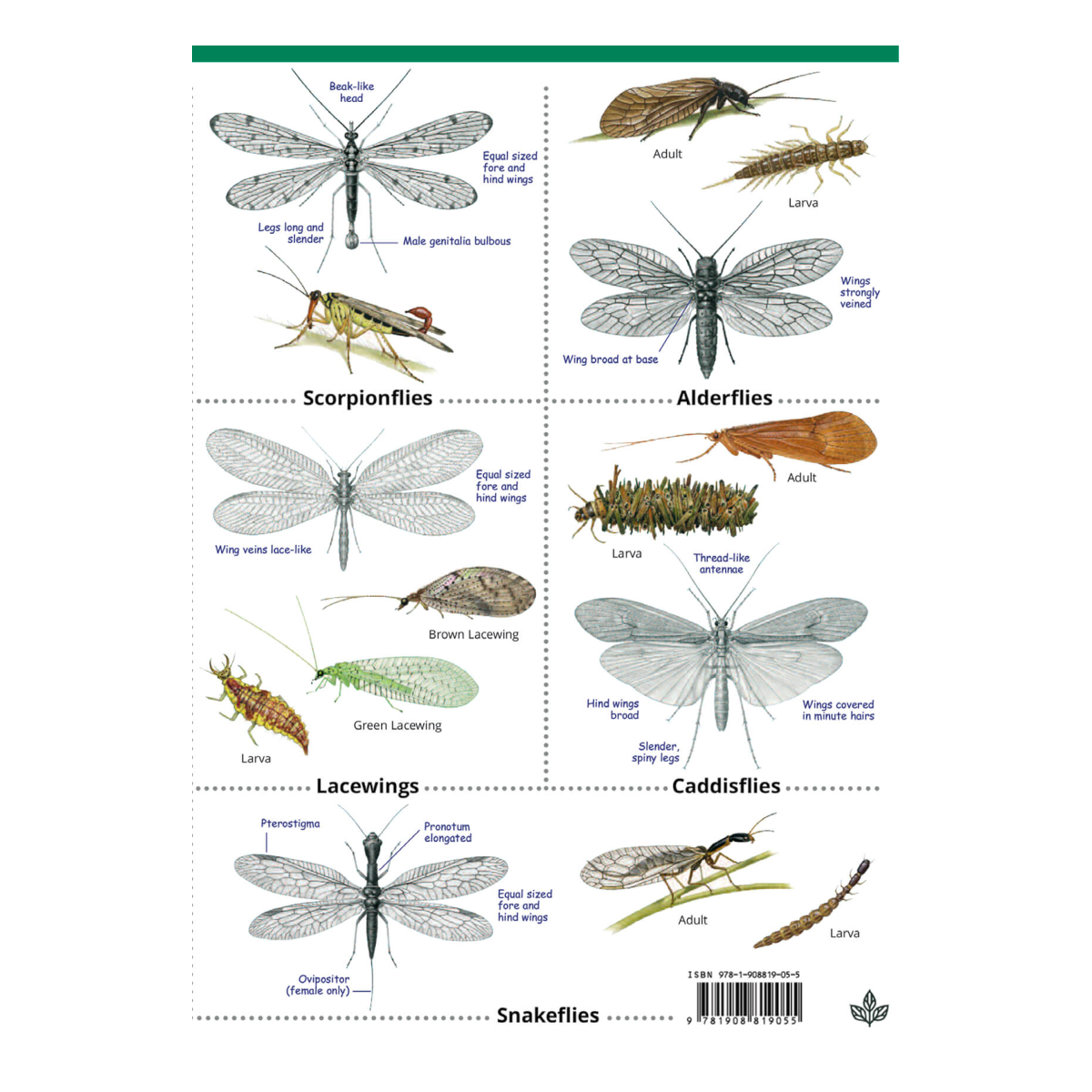 Insects of the British Isles Guide