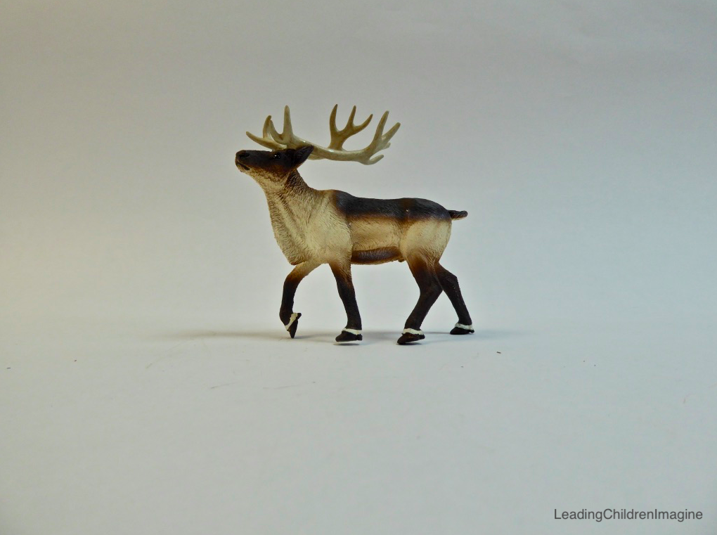 Reindeer / Caribou