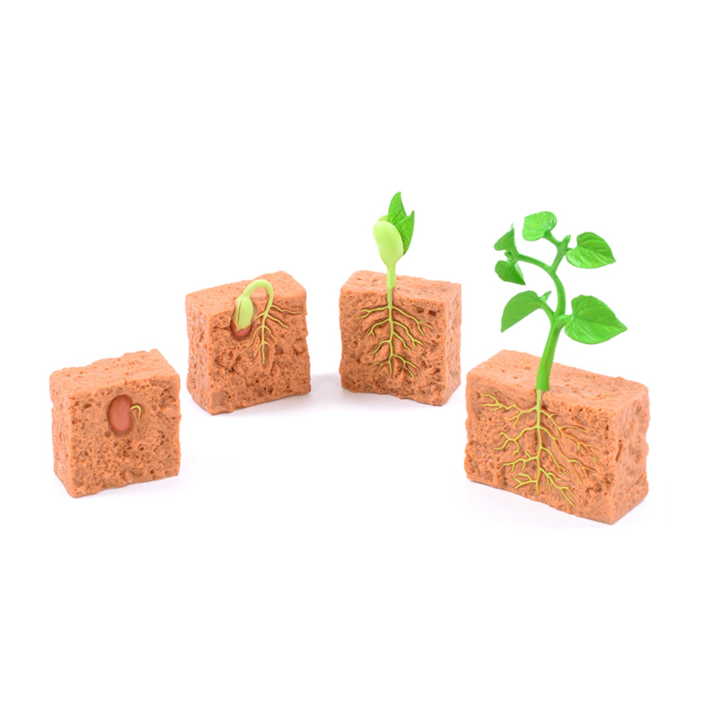 Bean Plant Life Cycle
