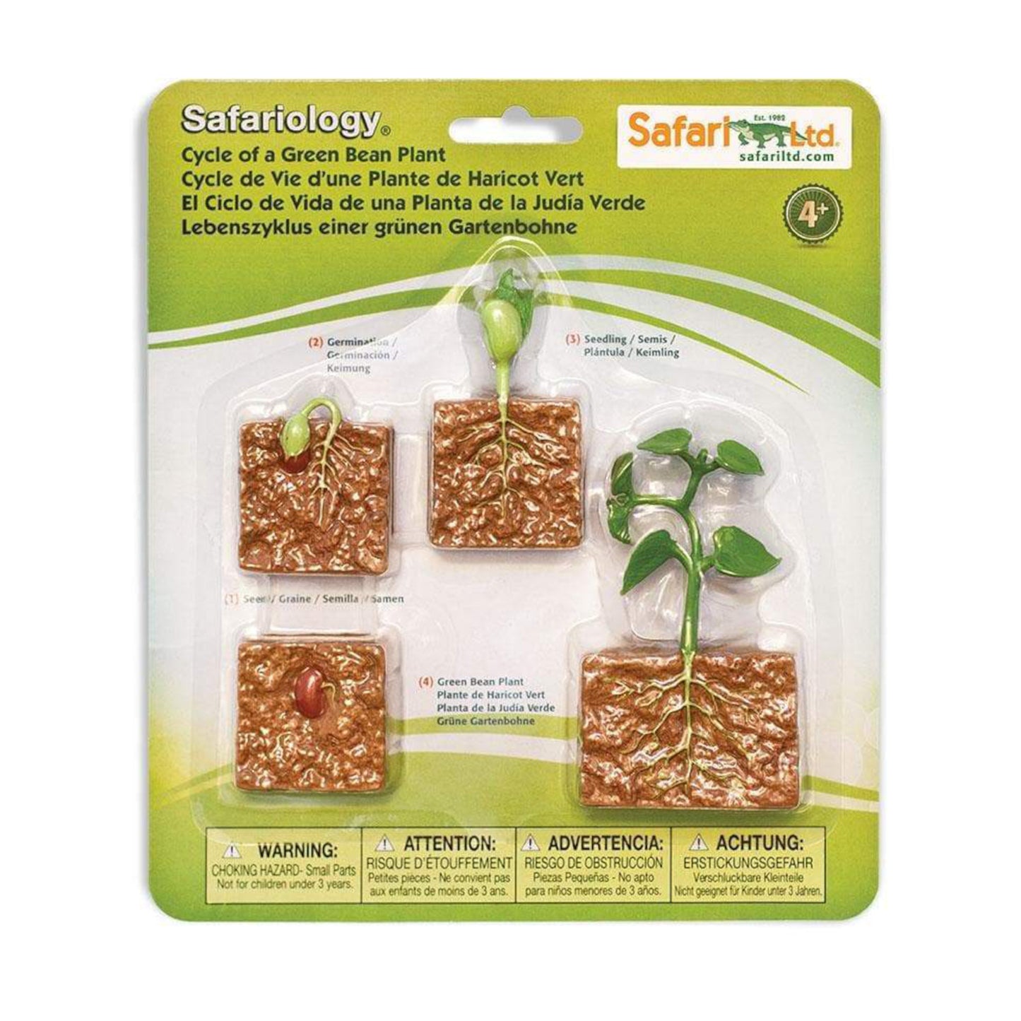 Bean Plant Life Cycle2