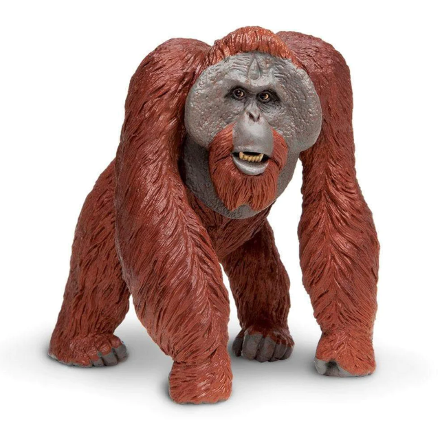 Bornean Orangutan