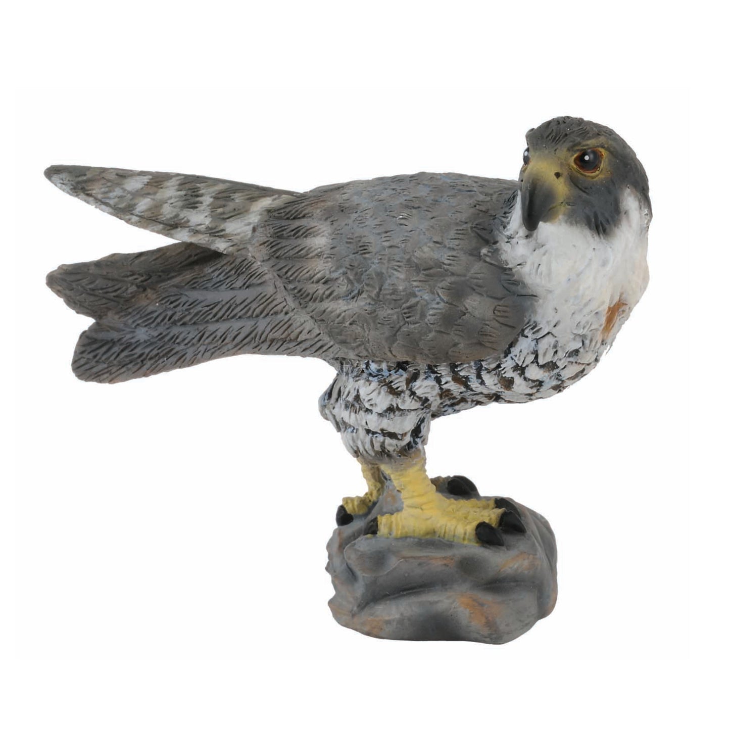 Peregrine Falcon