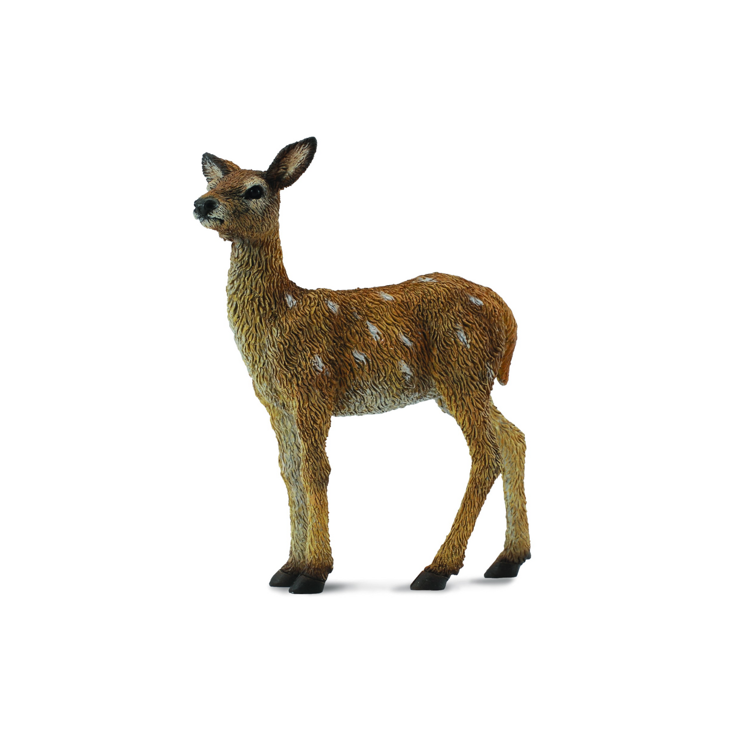 Red Deer Calf / Fawn