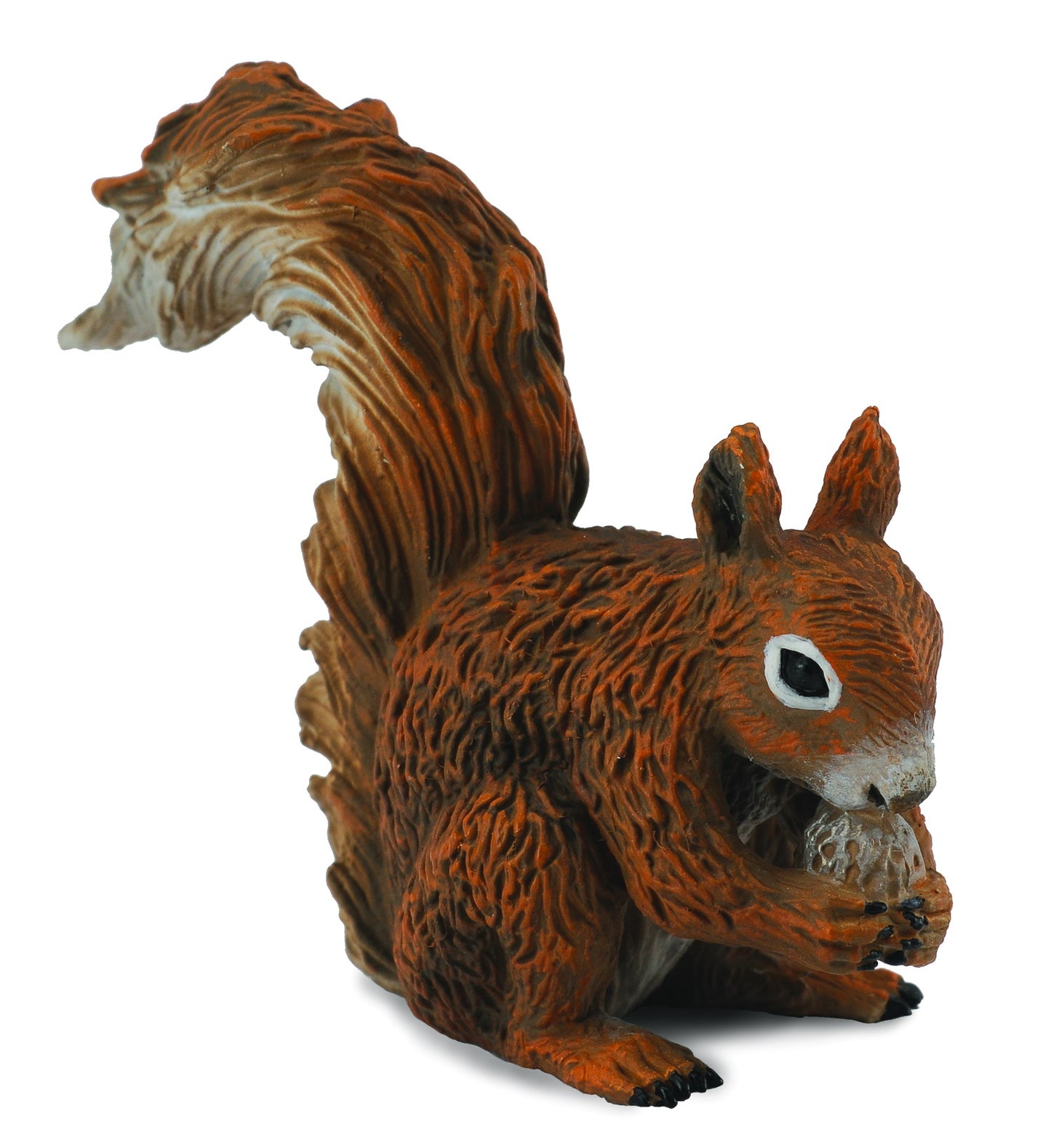 Red Squirrel