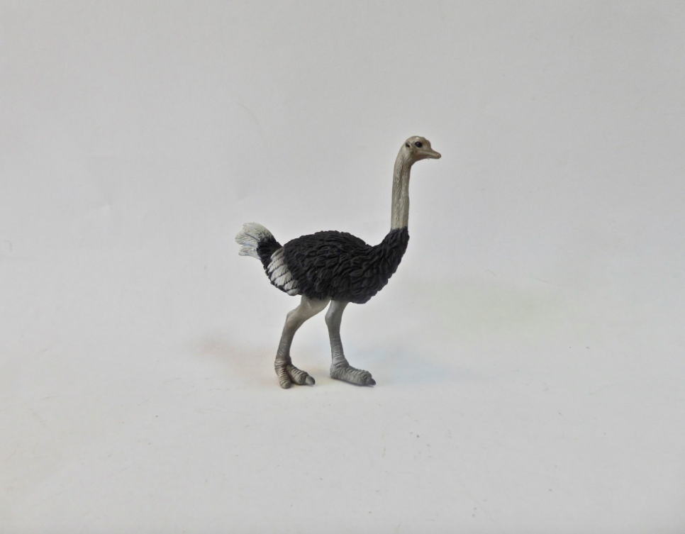 Ostrich