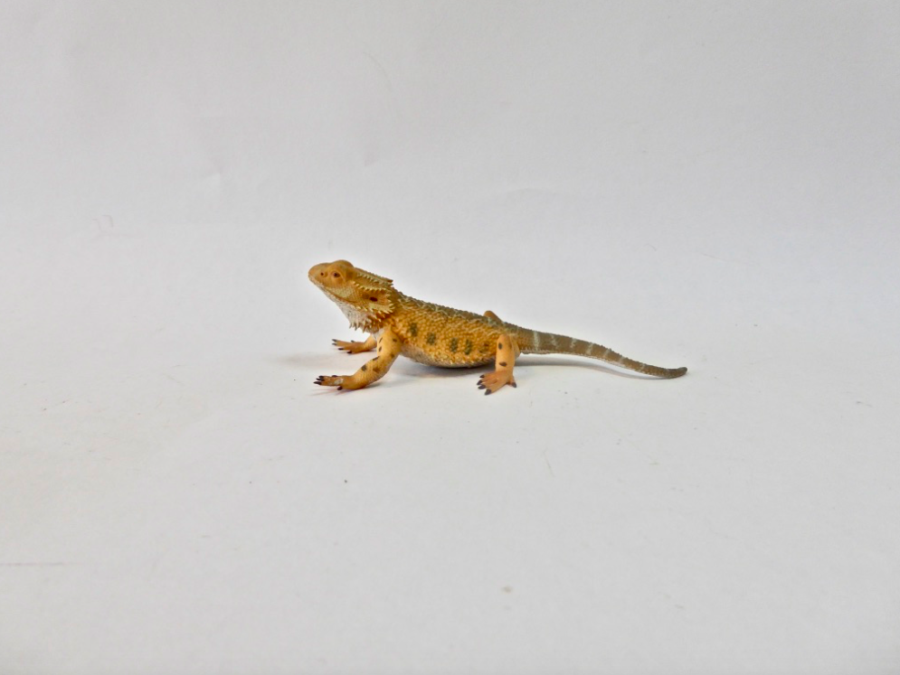 Bearded Dragon
