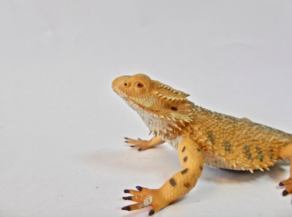 Bearded Dragon
