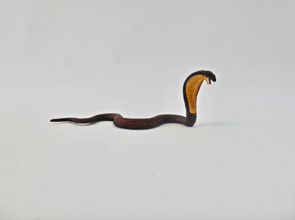 King Cobra