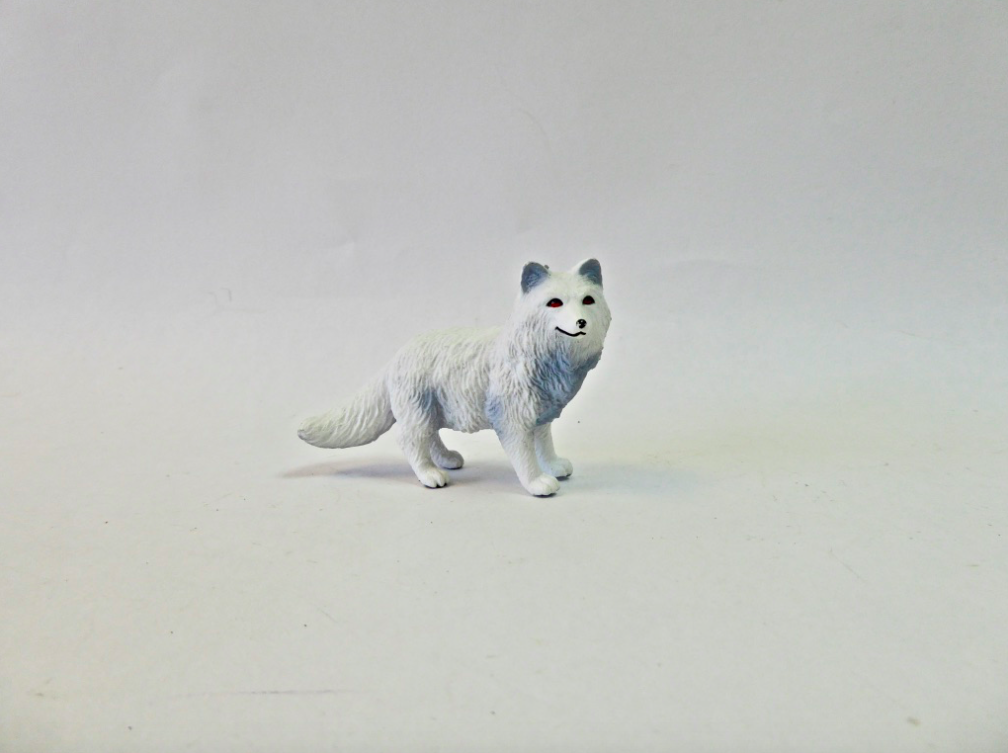 Arctic Fox
