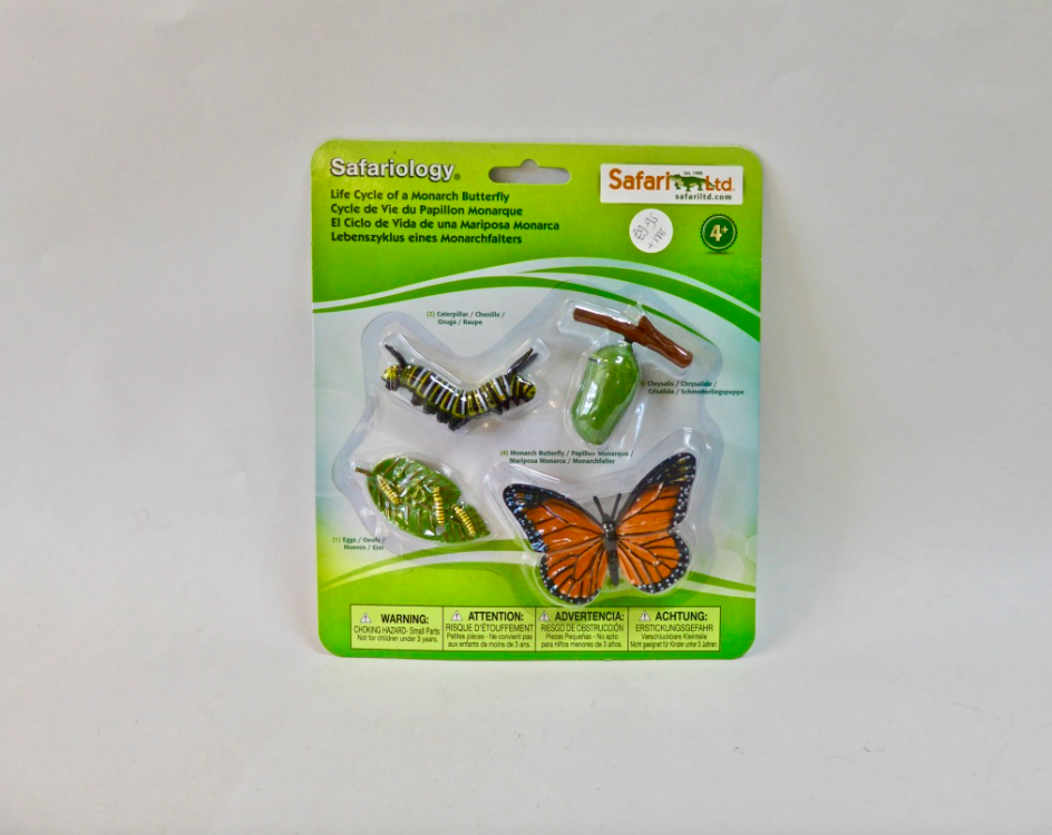 Life Cycle- Monarch Butterfly