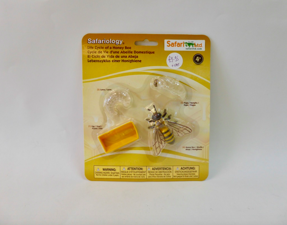 Life Cycle- Honey Bee
