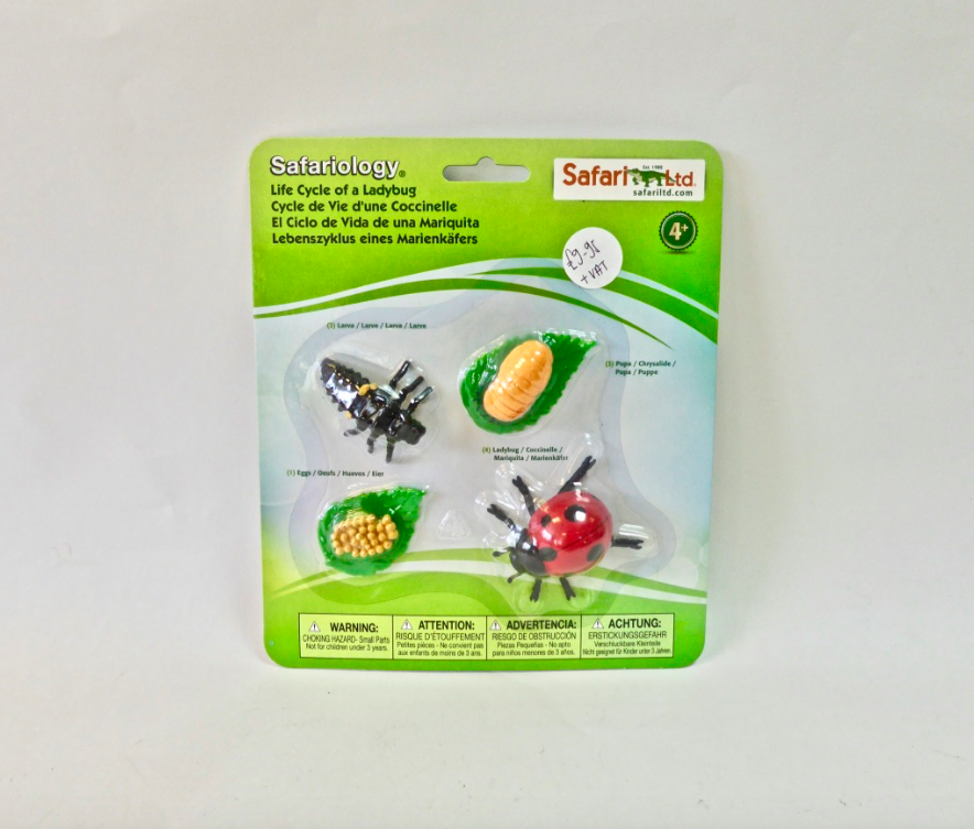 Life Cycle- Ladybug