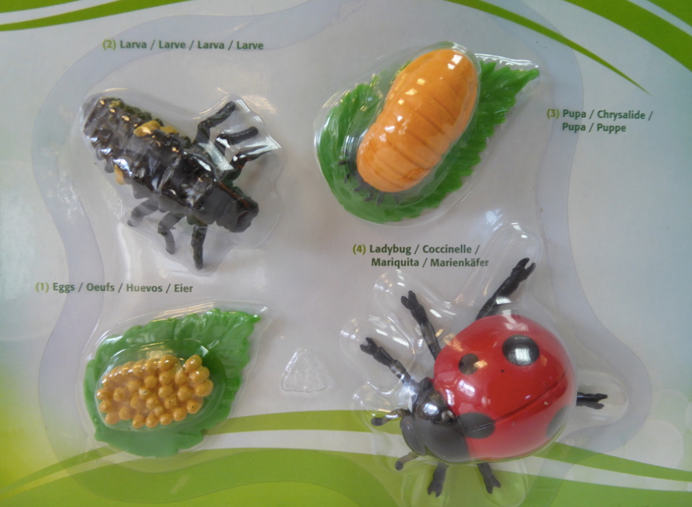 Life Cycle- Ladybug