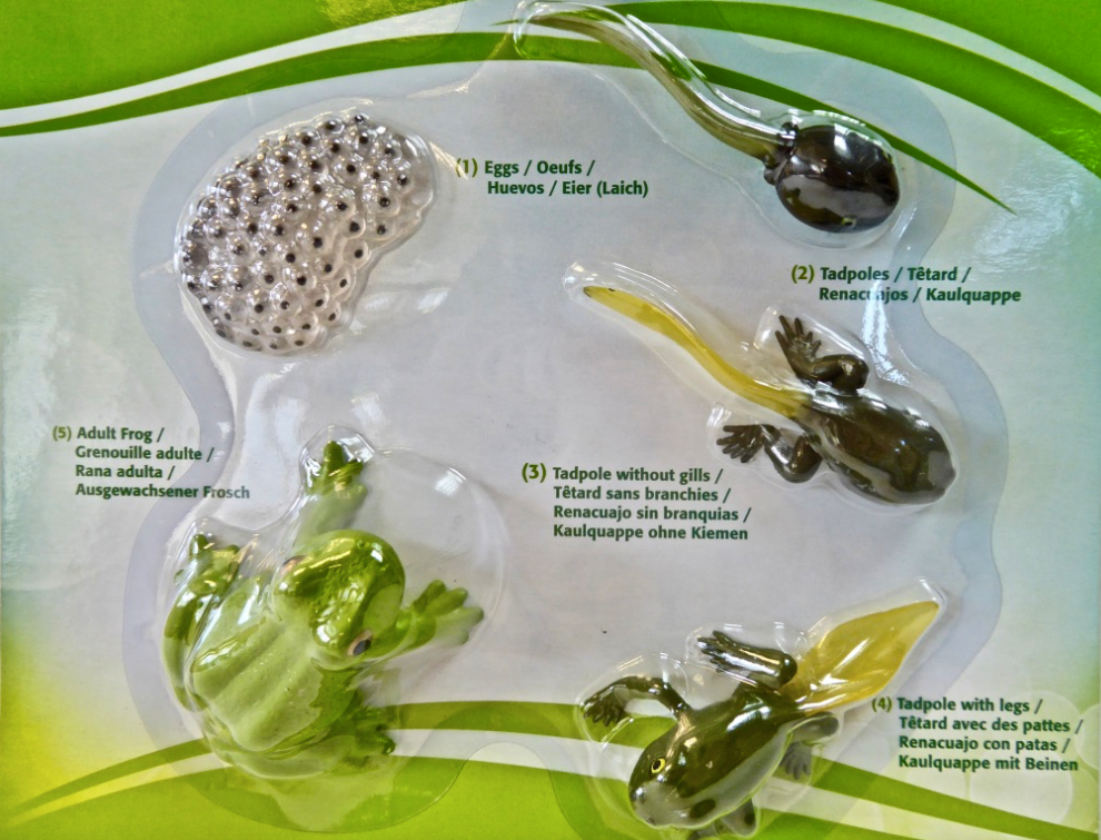 Life Cycle- Frog