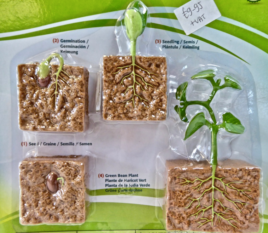 Life Cycle- Green Bean Plant