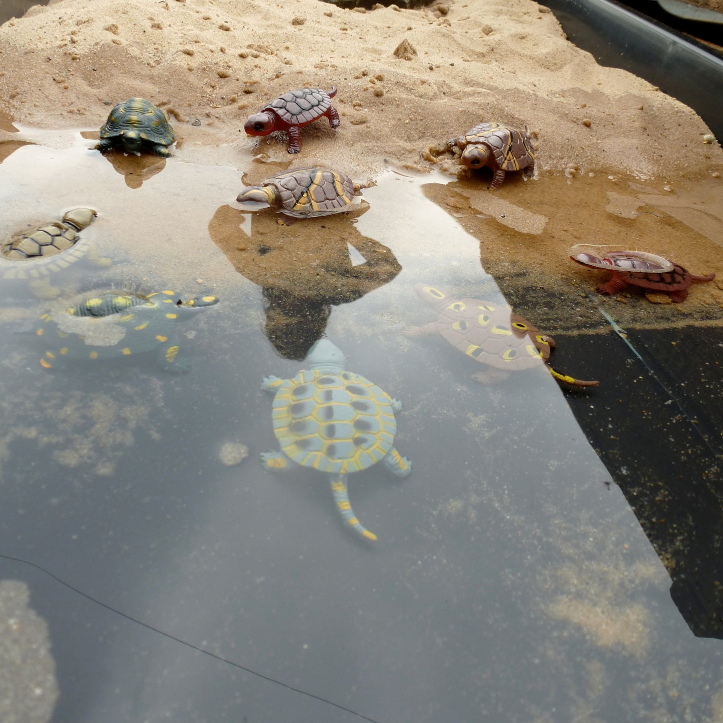 Turtles3