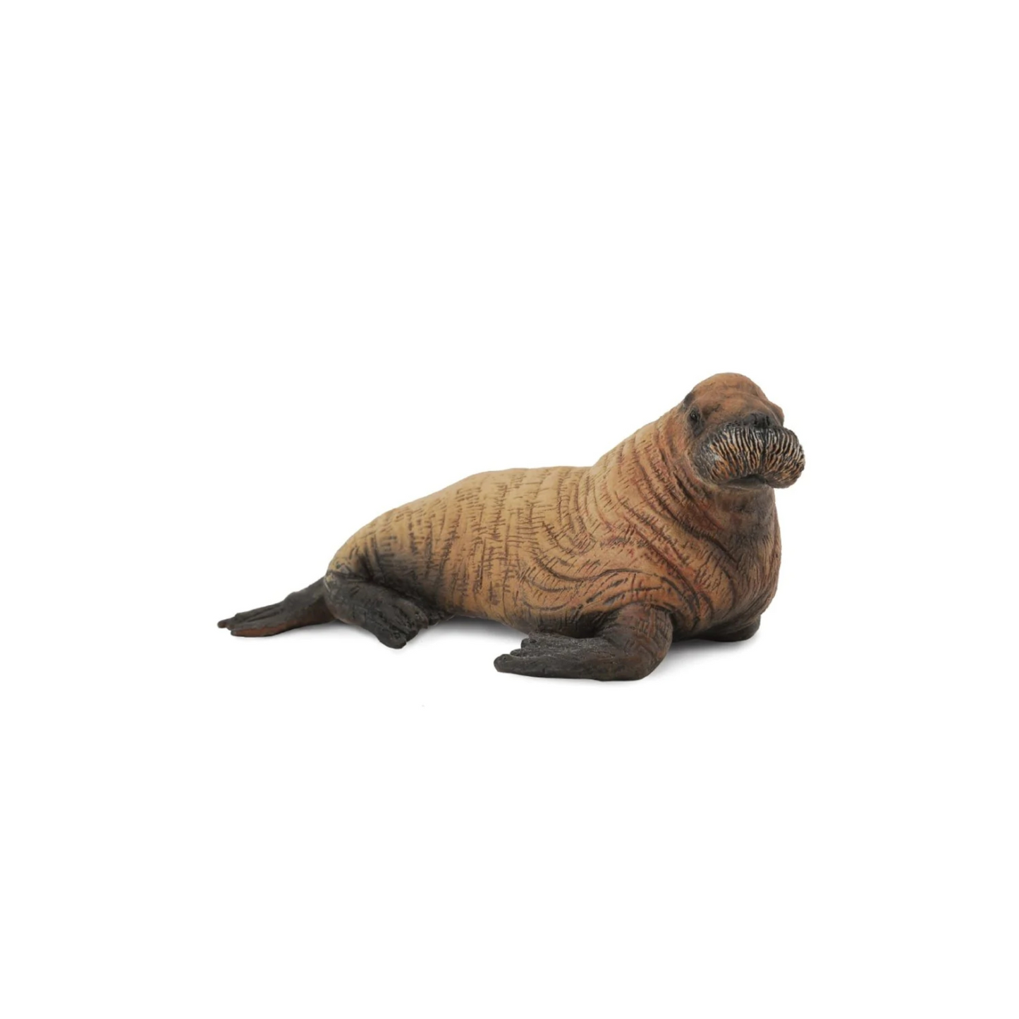 Walrus Calf