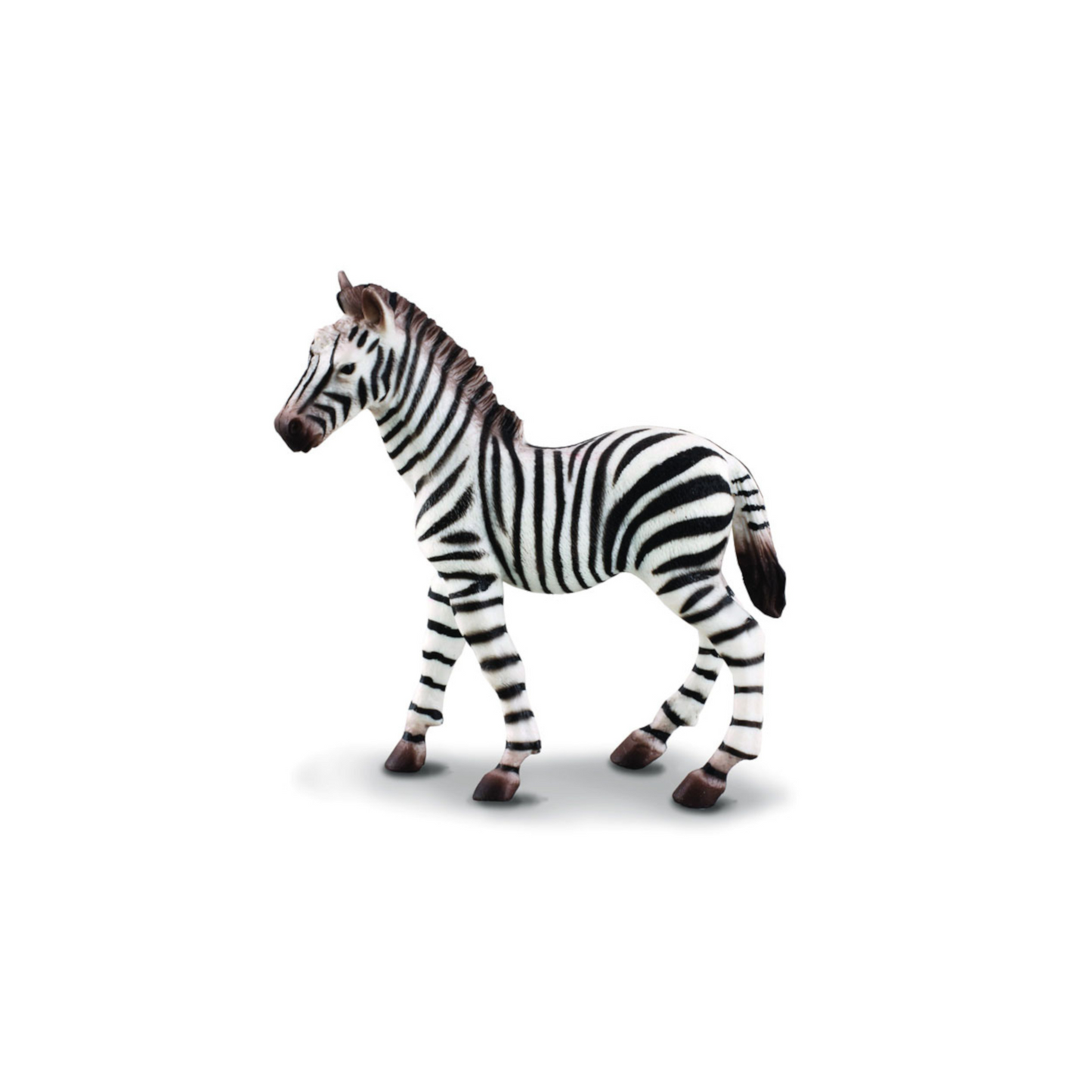 Zebra Foal
