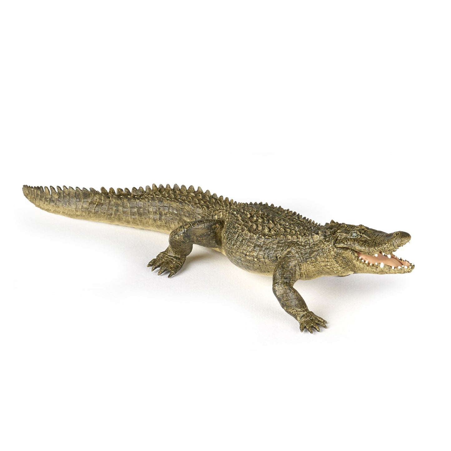 alligator