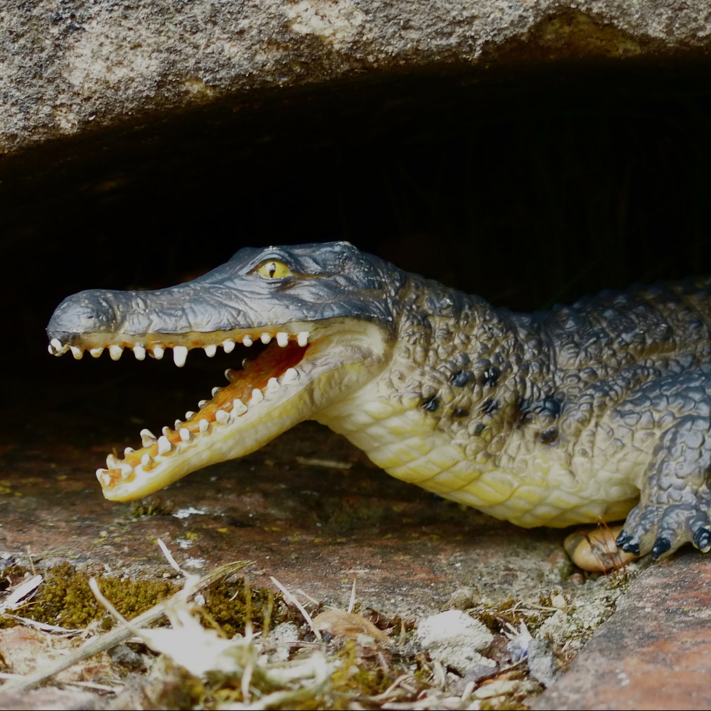 alligator2