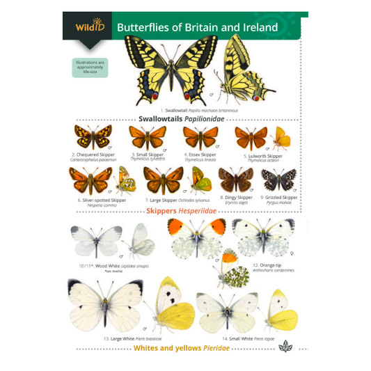 Butterflies of British Isles and Ireland Guide