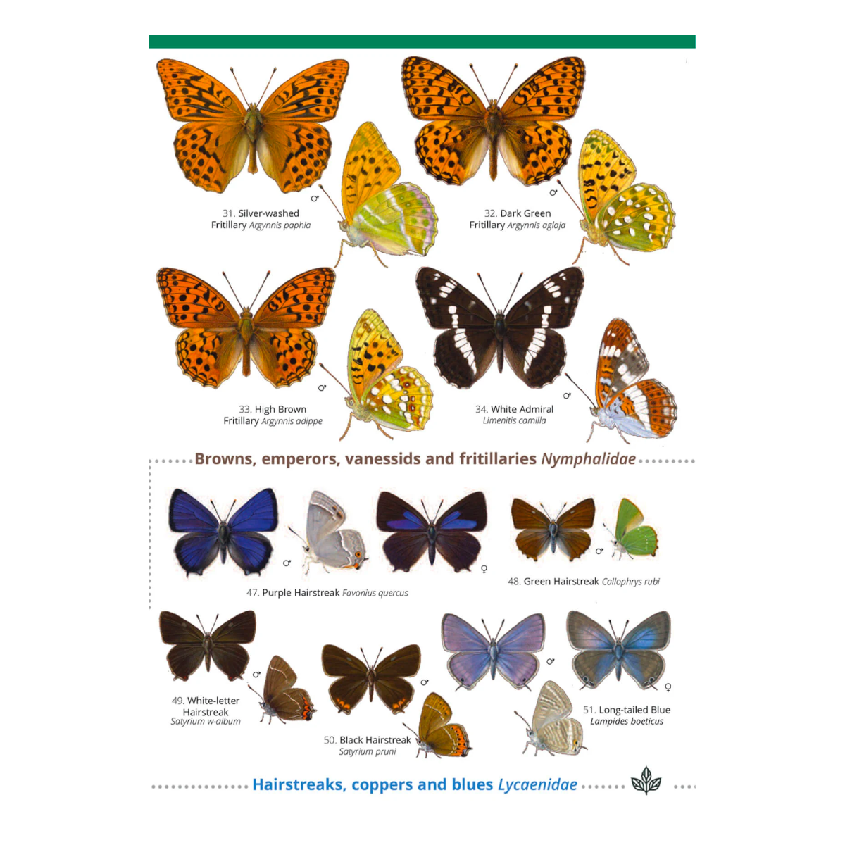 Butterflies of British Isles and Ireland Guide