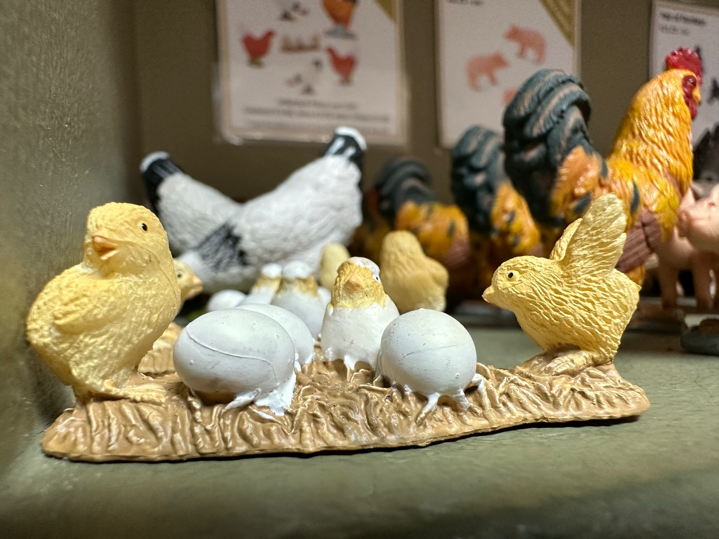 Chicks