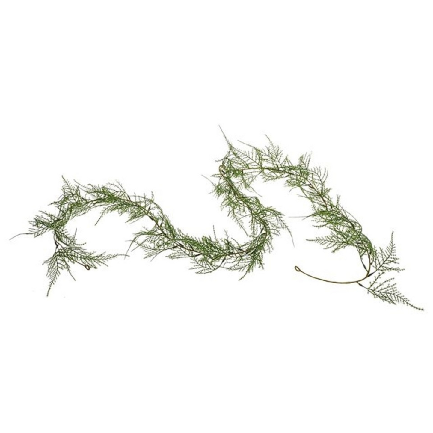 Garland - Asparagus Fern