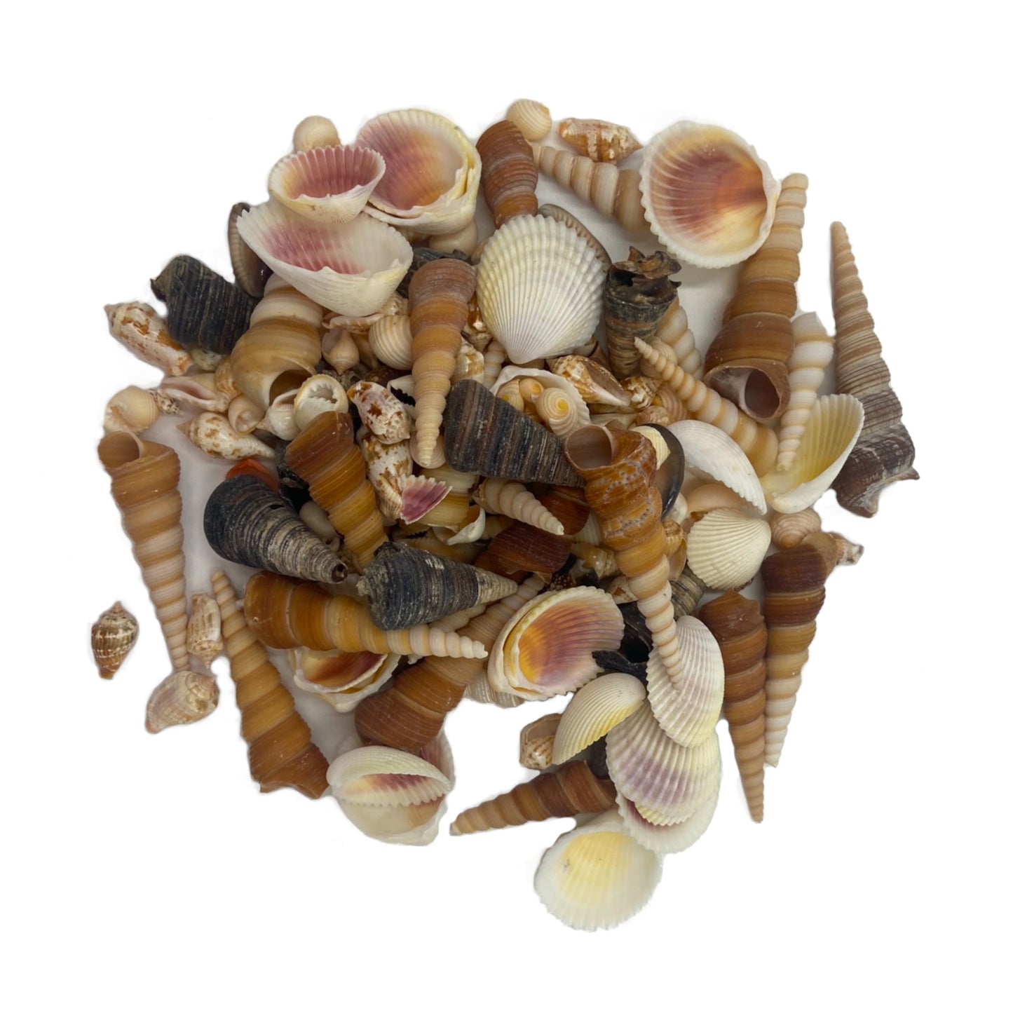 Indoor Collection of Shells