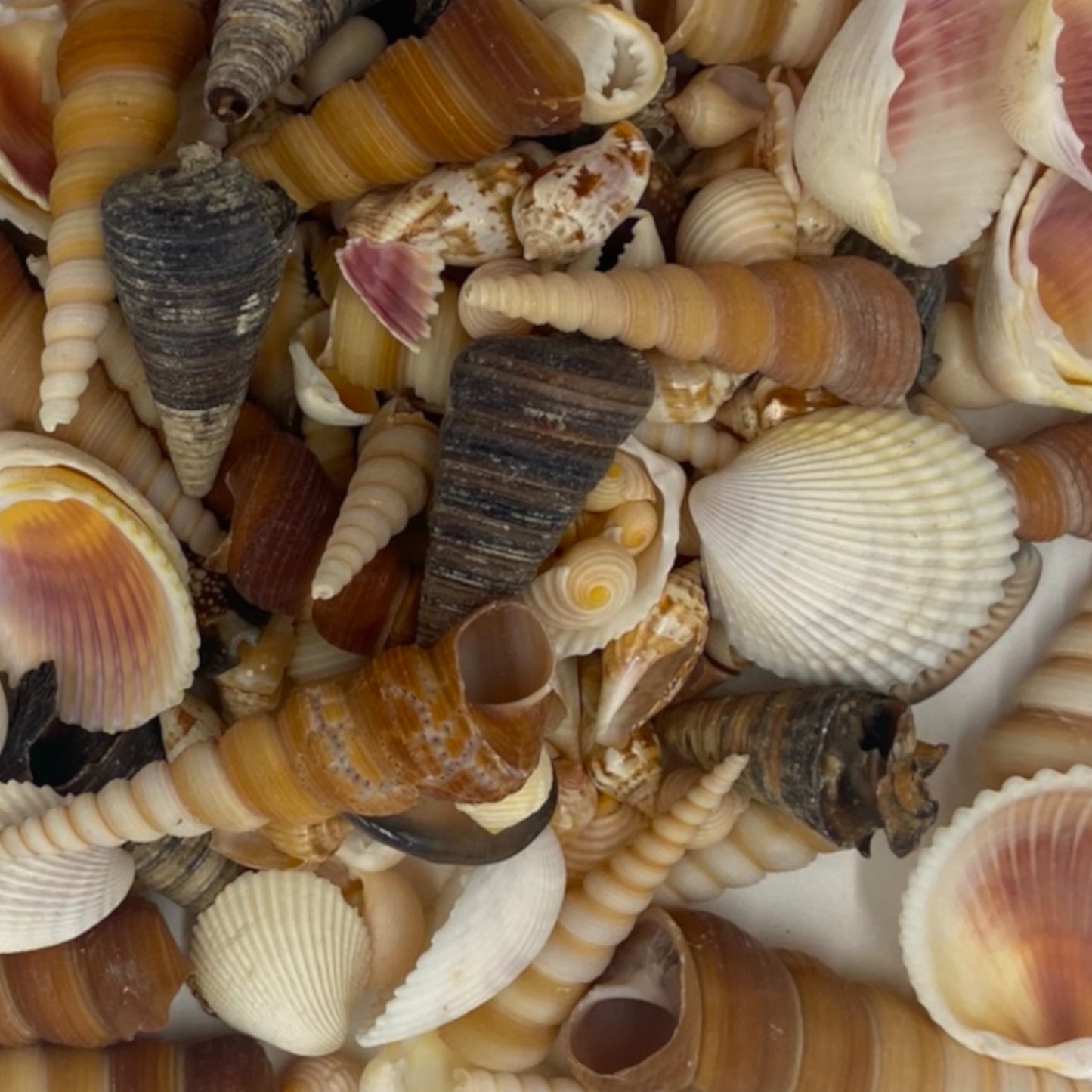 Indoor Collection of Shells