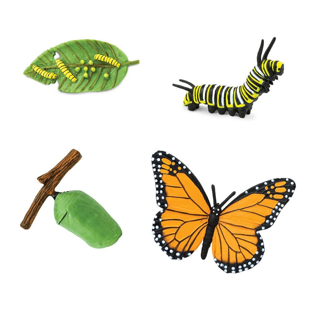 Butterfly Life Cycle