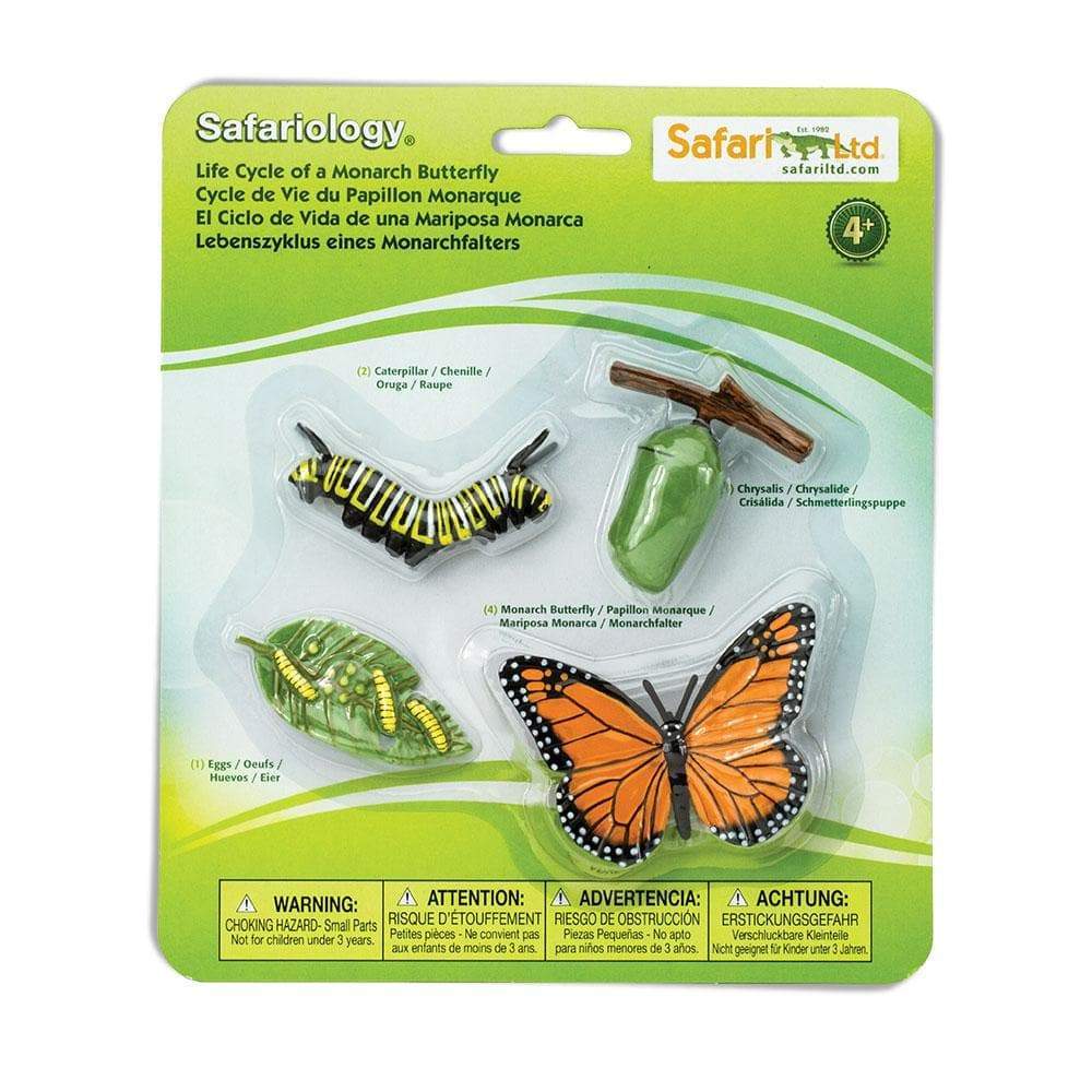 Butterfly Life Cycle2