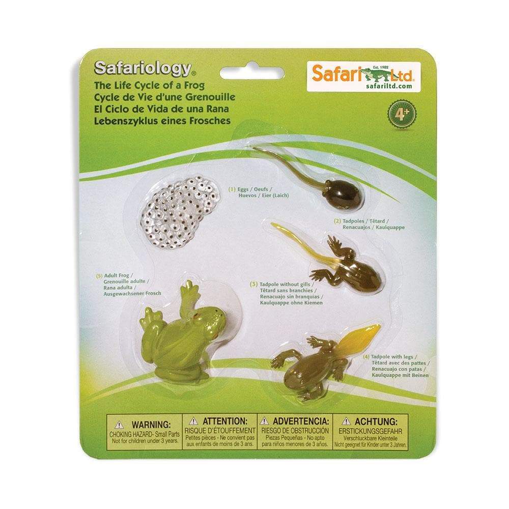 Frog Life Cycle2