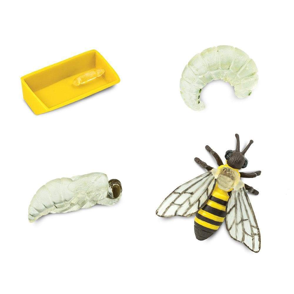 Honey Bee Life Cycle