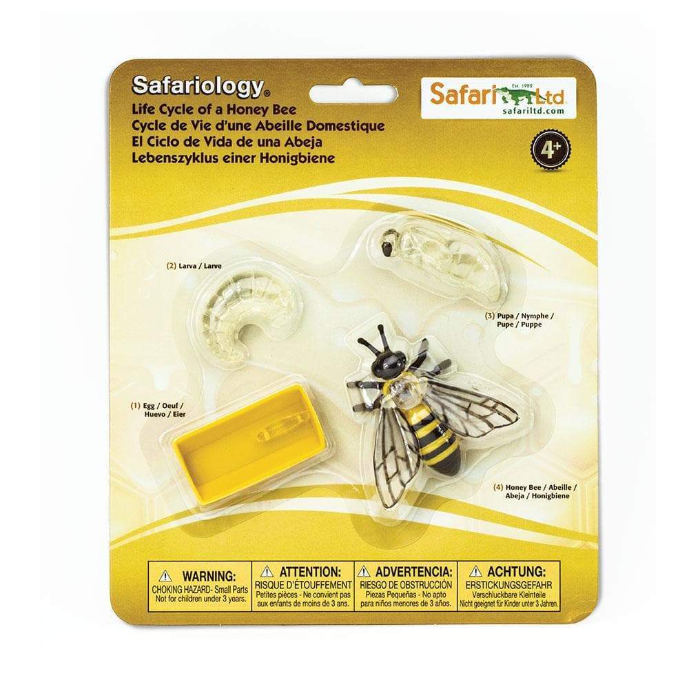 Honey Bee Life Cycle2