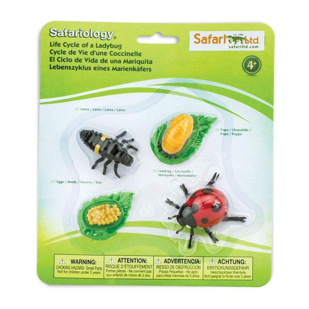 Lady Bug Life Cycle2