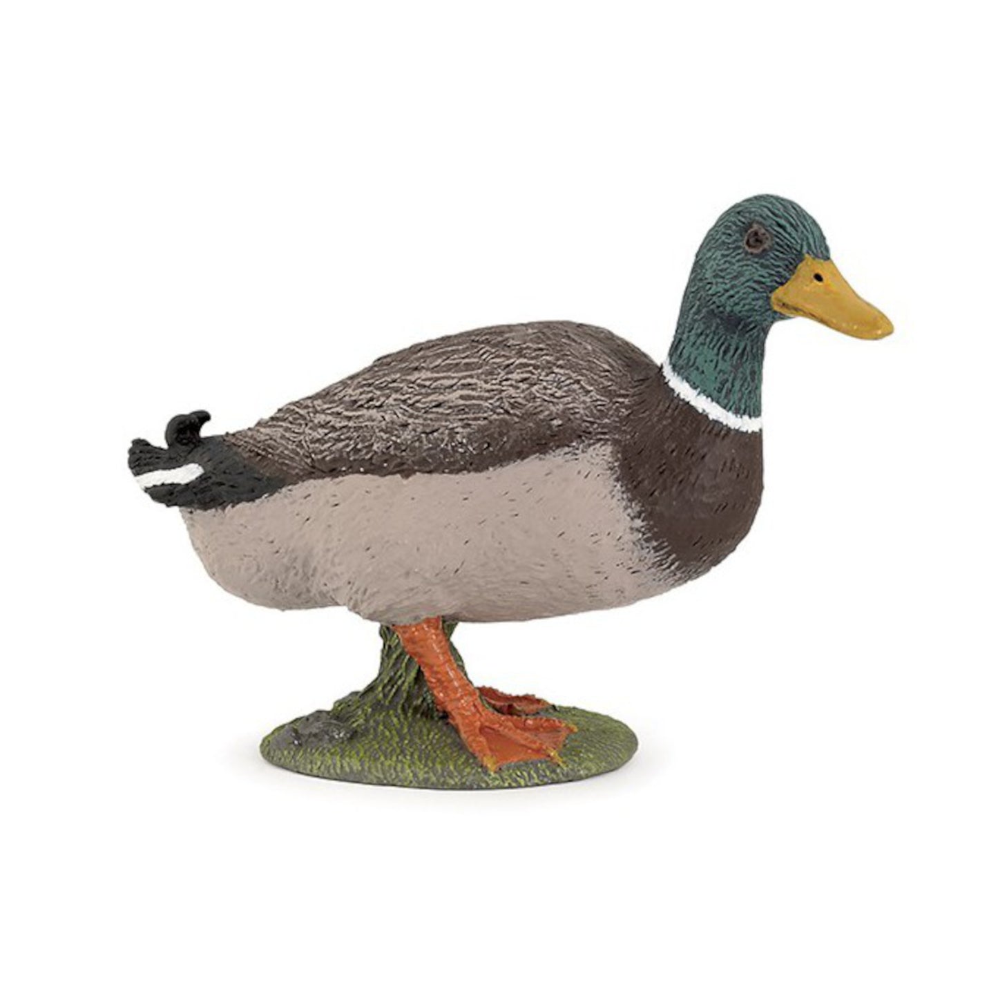 Mallard Duck