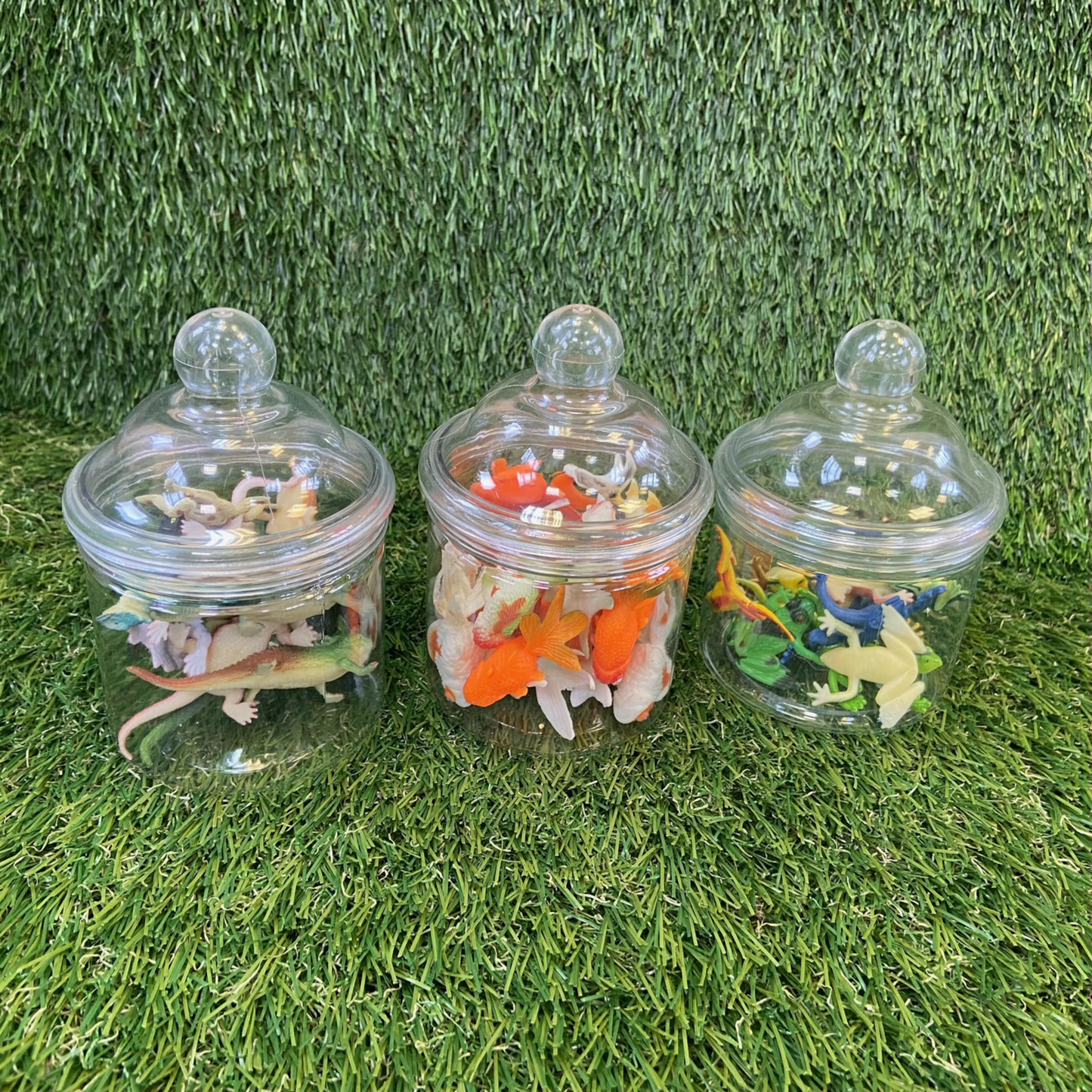 Set- Fancy Fish (24)