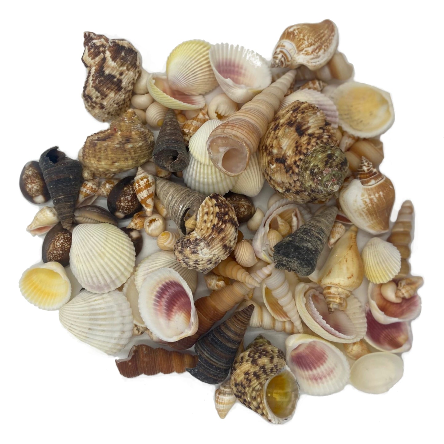 Outdoor Collection of Shells