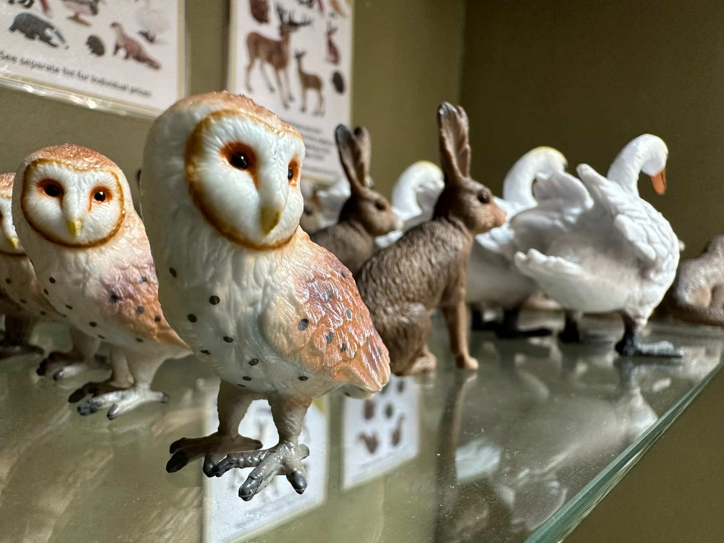 Barn Owl