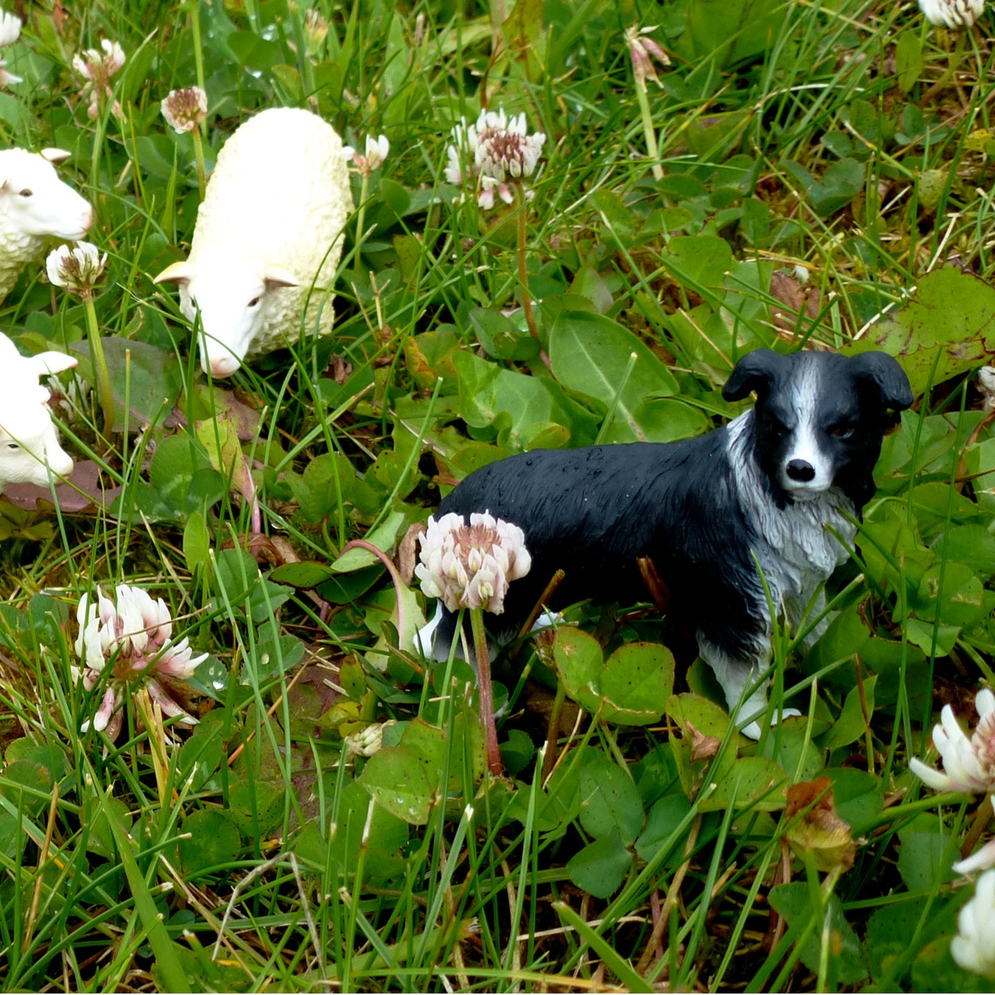 Sheep Dog2