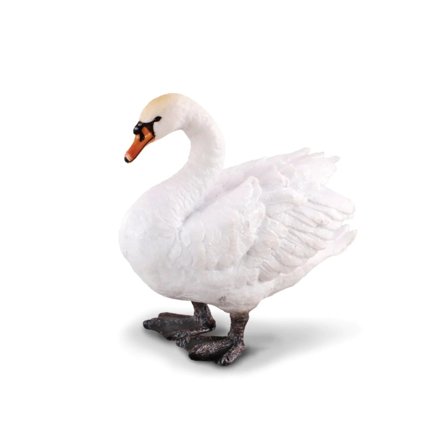 Swan